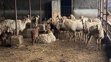 зайчик живой: Продаю | Овца (самка), Ягненок | Арашан — 1