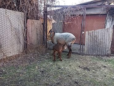 швиц бычки: Продаю | Овца (самка), Ягненок | Арашан | Для разведения | Матка — 4