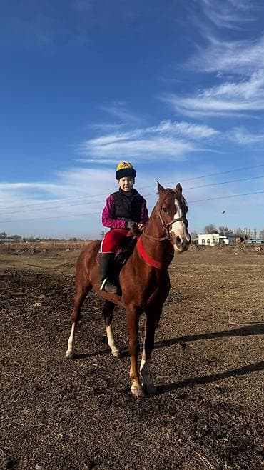 аренда лошади: Продаю | Жеребец | Рабочий — 1