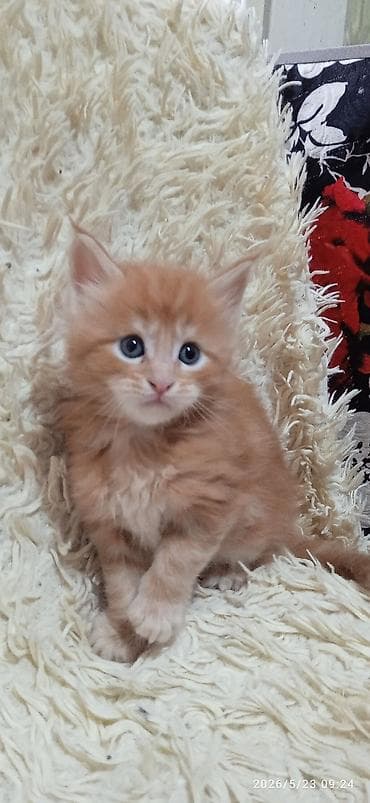 продажа собак бишкек: Мейн-кун, 1 месяц, Мальчик — 3