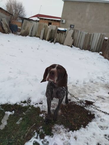 породы собак в бишкеке: Продаю чистокровный курцхар охотничий ишет в стойку встает в машину — 4
