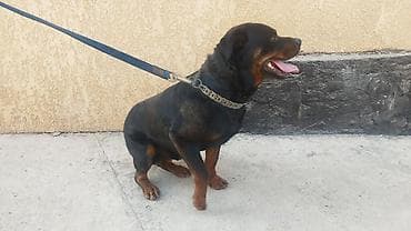 Вязка: Ротвейлер, Самец, Более 5 лет