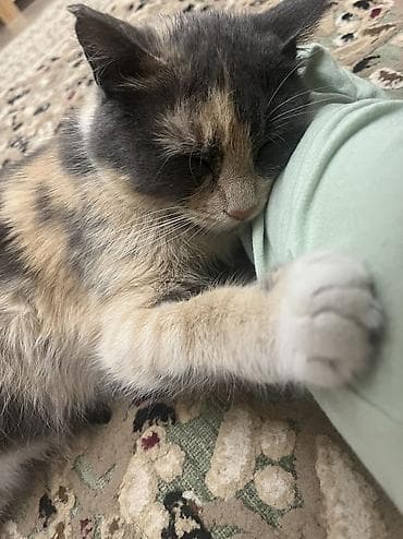 акита ину собака: 2 года, Девочка — 3