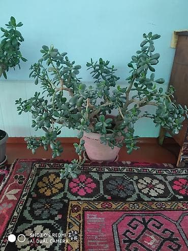 бонсай дерево: Денежное дерево — 1