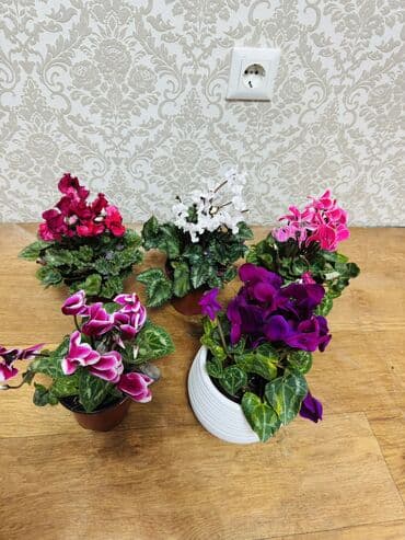 аквариум с рыбками цена бишкек: Цикламен — 1