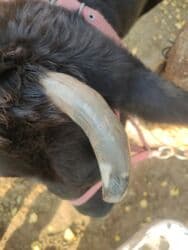 мышык кичинекей: Сатам | Уй (ургаачы) | Голштин | Көбөйтүү үчүн, Сүт алуу үчүн | Бооз — 7