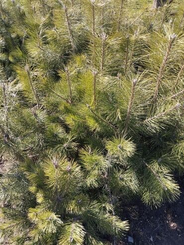 уголь каракече бешсары шабыркуль каражыра доставка бишкек купить фото: Саженцы деревьев: Сосны — 1