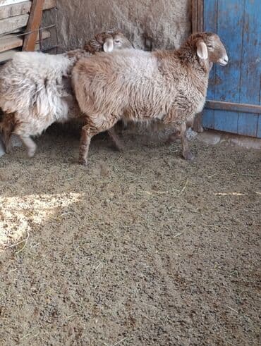 дом для животных: Продаю | Овца (самка) — 3