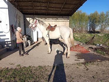 Продаю | Конь (самец) | Рабочий at lalafo.kg Продаю | Конь (самец) | Рабочий