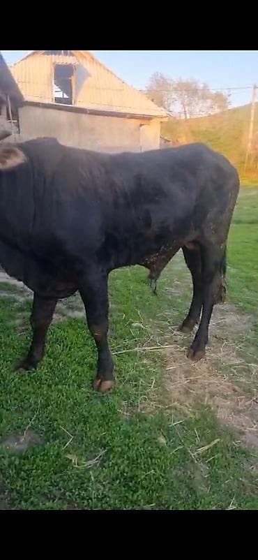 кара балта коровы: Продаю | Бык (самец) | На откорм — 1