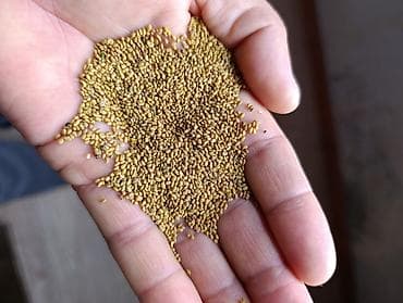 Семена и саженцы: Беде урук — 1