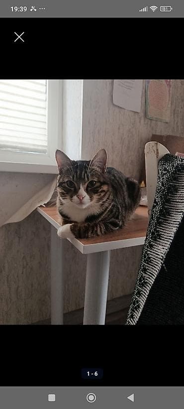 Мышыктар: БЕЗ ДЕТЕЙ ! Отдаем в добрые руки кошку и кота,кот кастрирован,кошка — 1