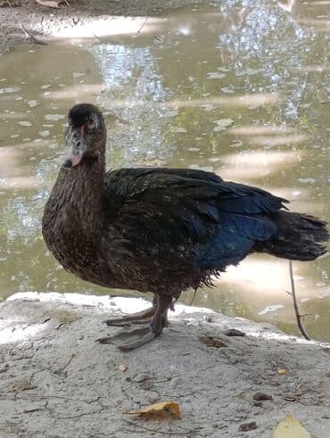 куры доминанты: Мускусные утки (индоутки), разноцветные. - Порода: мускусная утка. - — 8