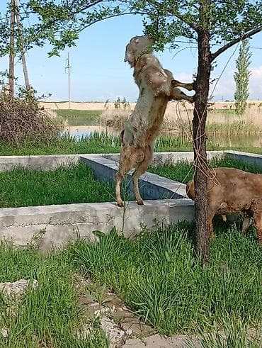 эшек жаныбар: Сатам | Эчки (ургаачы) | Аргын | Сүт алуу үчүн — 1