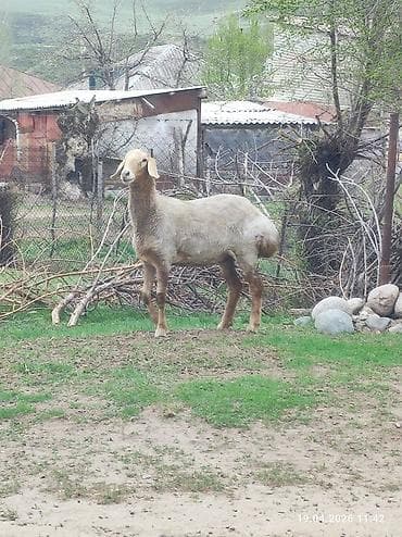 улуу тоо: Сатам | Ургаачы кой (ургаачы) | Көбөйтүү үчүн | Асыл тукумдуу — 3