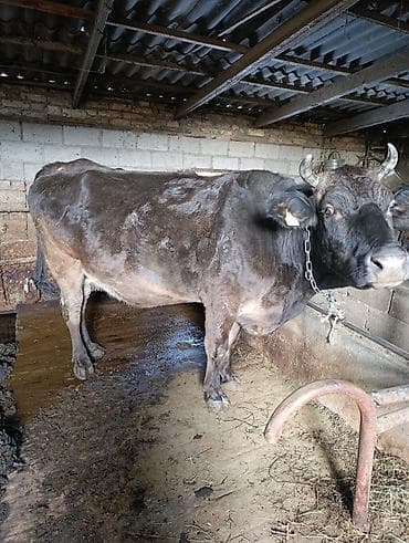 эшек жаныбар: Сатам | Уй (ургаачы) | Аргын | Сүт алуу үчүн | Байланган — 3