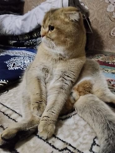 котята простые: Шотландские кошки (скоттиш-фолд и скоттиш-страйт) - Порода — 1