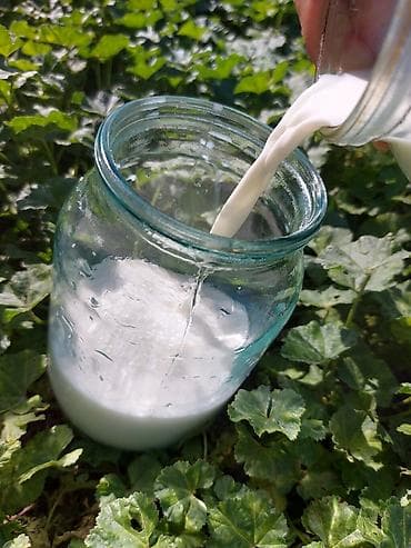 молочные продукты: 🐐 Табигый эчкинин сүтү сатылат! 🥛 Жаңы саалган, таза жана сапаттуу — 3
