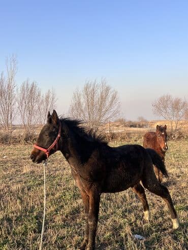 куплю домашнее животное: Продаю | Жеребенок — 2