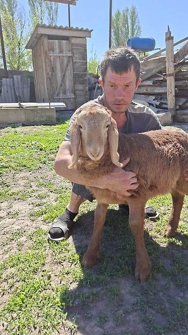 собака як: Продаю | Ягненок | На забой | Племенные — 2