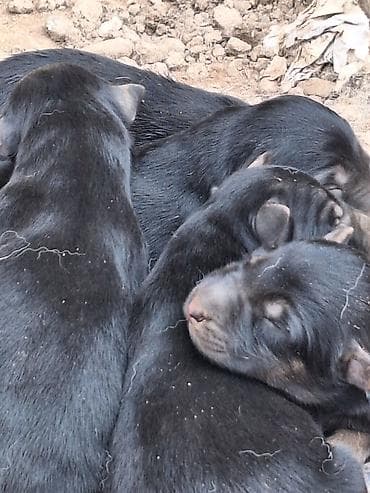 амстафф бишкек: Щенки немецкой овчарки апреля 3 родился - Щенки крепкие, 7000 и 6000 — 2