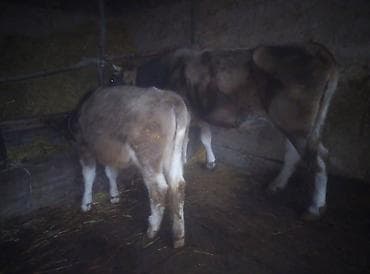 дойни корова: Продаю | Корова (самка) | Швицкая | Для молока | Стельные — 1