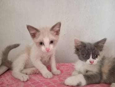 двухчубые голуби цена: Котята домашние, пушистые и игривые. - Окрас: серый дымчатый — 8