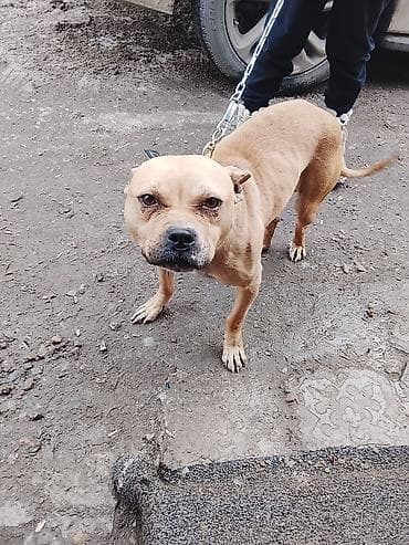 Услуги ветеринара: Порода: космато-мышечного типа, средней комплекции (тип стафф/пит) — 2