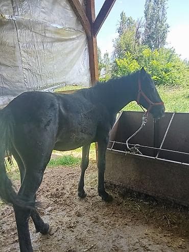 обезьяна животное: Продаю | Конь (самец) | На забой | Мерин — 3