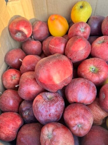 превосходный сорт яблок: Яблоки Крипсон, В розницу — 1