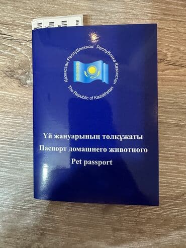 немецкая овчарка цена щенка: Сиба-ину, 2 месяца, Самец, С прививкой — 11