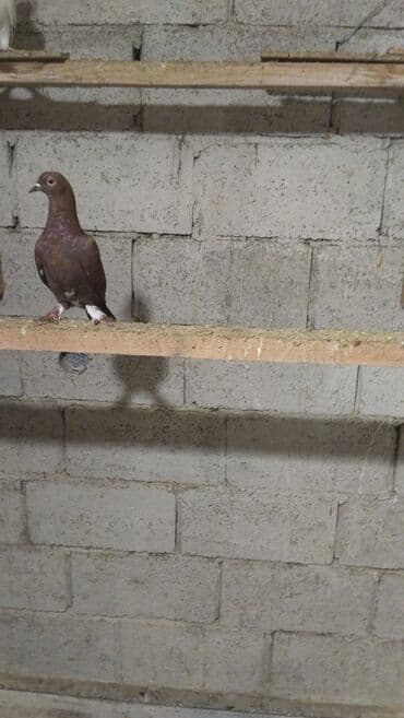 корм для птенцов волнистых попугаев: Продаются голуби: Голубка ореховая такла, бакинцы, узбекские. Цены — 15