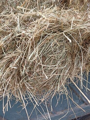 рыбы в кыргызстане: Подпокровный аралаш доставка есть 100шт — 3