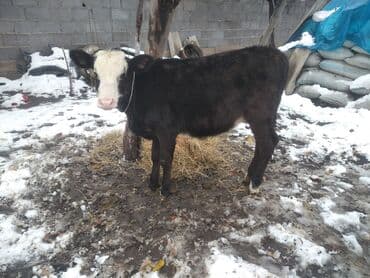 цены на собак: Продаю | Тёлка | Полукровка | На откорм | Привязанные — 5