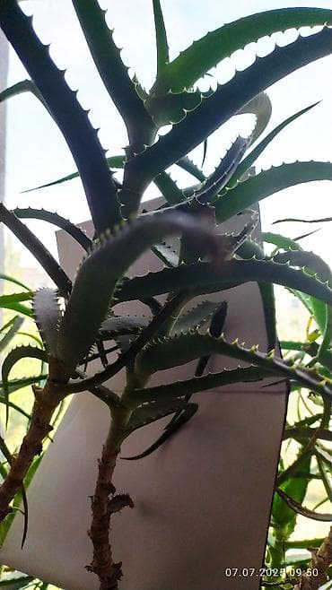 Продаю 2 верхушки стебля алоэ10 лет (на лекарство)