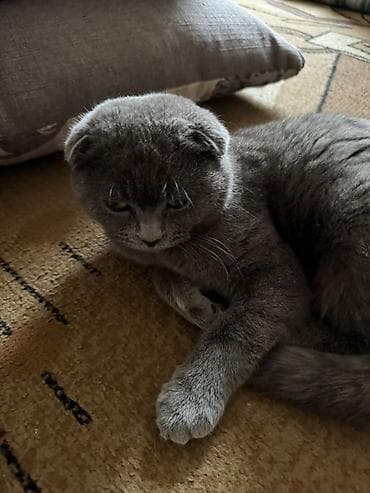 шотландская вислоухая голубая кошка: Скотиш Фолд (Шотландская вислоухая), 9 месяцев, Девочка, Голубой, Приучена к лотку — 4