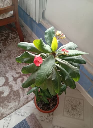 корейский виноград бишкек цена: Продаю дереце молочай. обильное цветение, лёгкий уход. цена 1400сом — 2