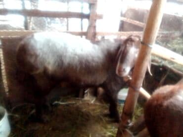 заненская коза: Продаю | Козлёнок | Для разведения — 9