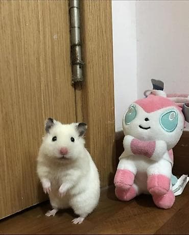 Ветеринар кызматы: ПРОДАЮ СИРИЙСКИХ И ДЖУНГАРСКИХ ХОМЯЧКОВ,А ТАК ЖЕ — 1