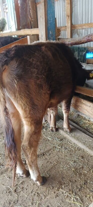 собака долматинец: Бычок жашы 1.3 айлык — 1