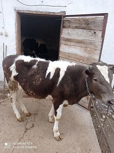 каракол мал базар 2019: Продаю | Бык (самец) — 1