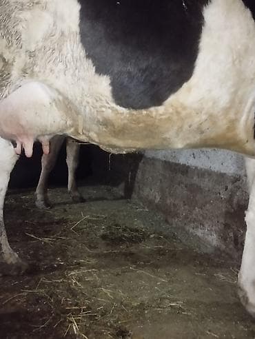 сухое молоко для животных: Продаю | Корова (самка) | Для молока | Привязанные — 3