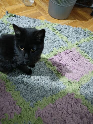 куда можно отдать собаку в бишкеке: Беспородная, 4 месяца, Мальчик, Черный — 4