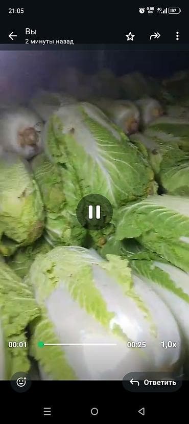 Промышленная химия: Капуста Пекинская — 3