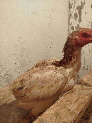 животные в добрые руки: Продоётся — 5