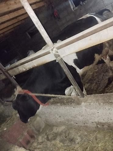 сухое молоко для животных: Продаю | Корова (самка) | Для молока | Привязанные — 6