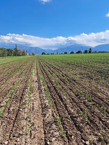 Требуется Агроном