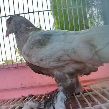 брама лосось: Самка такла - компактная посадка корпуса, широкая грудь - плотное — 3