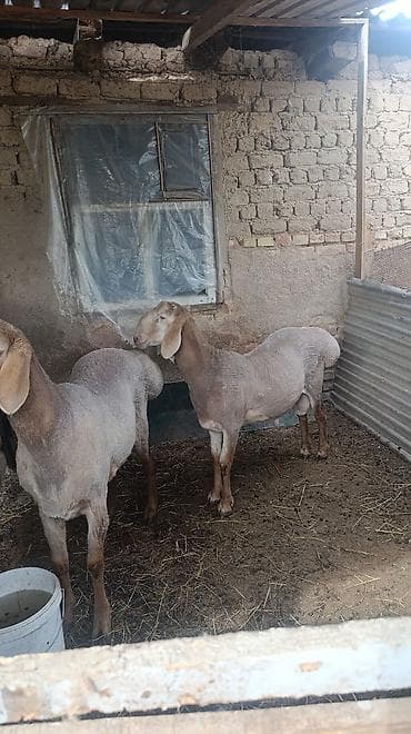 бараны обмен: Продаю | Баран (самец) | Для разведения — 1