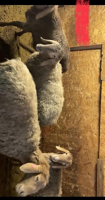 бирка для баранов: Продаю | Овца (самка), Ягненок | Гиссарская, Арашан | На забой, Для разведения, Для шерсти | Ярка — 1